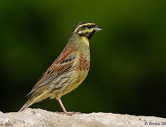 Animali 279